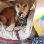 よもぎ女の休日、生きててくれてありがとう